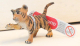 Tiger Junges braun von Bullyland - NEU